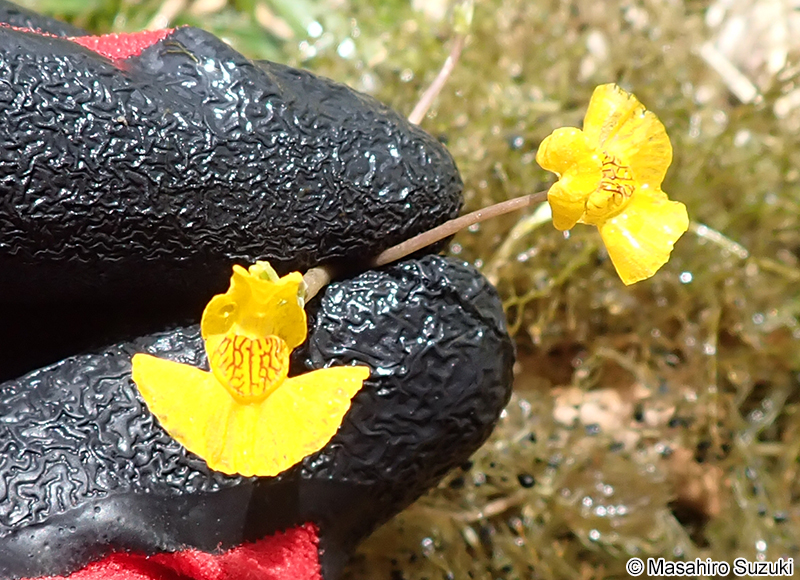 イヌタヌキモ Utricularia australis