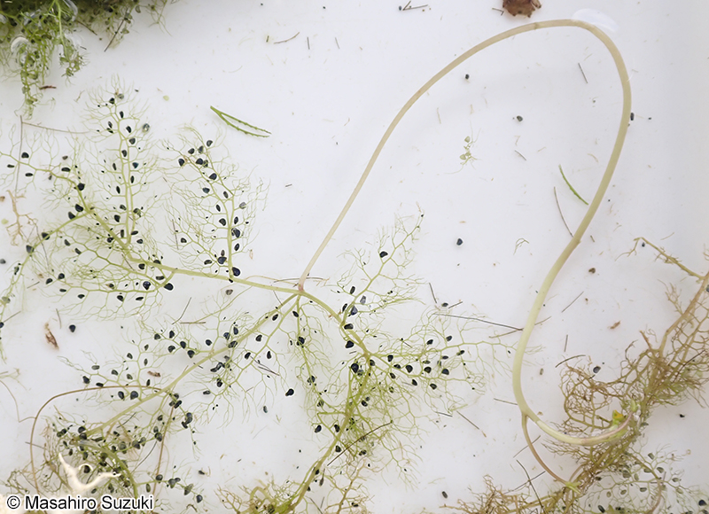 イヌタヌキモ Utricularia australis