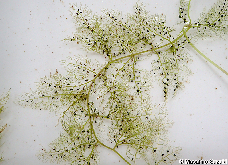 イヌタヌキモ Utricularia australis