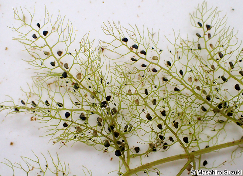 イヌタヌキモ Utricularia australis