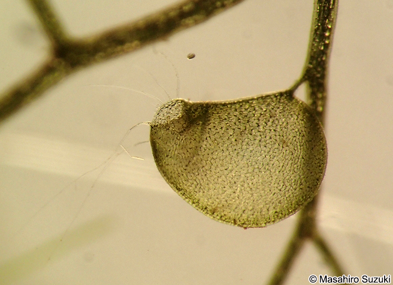 イヌタヌキモの捕虫嚢