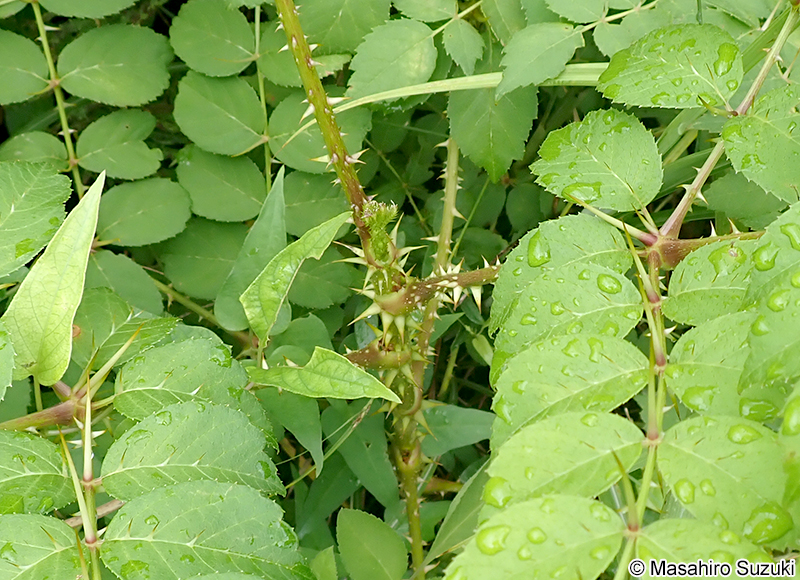 タラノキ Aralia elata