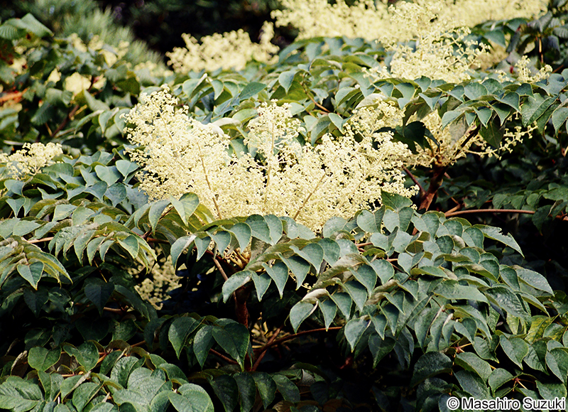 タラノキ Aralia elata
