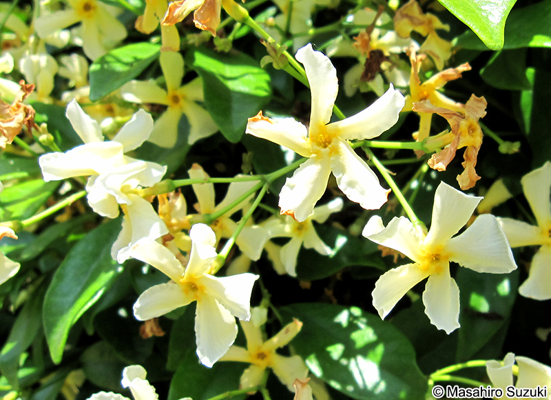 テイカカズラ Trachelospermum asiaticum