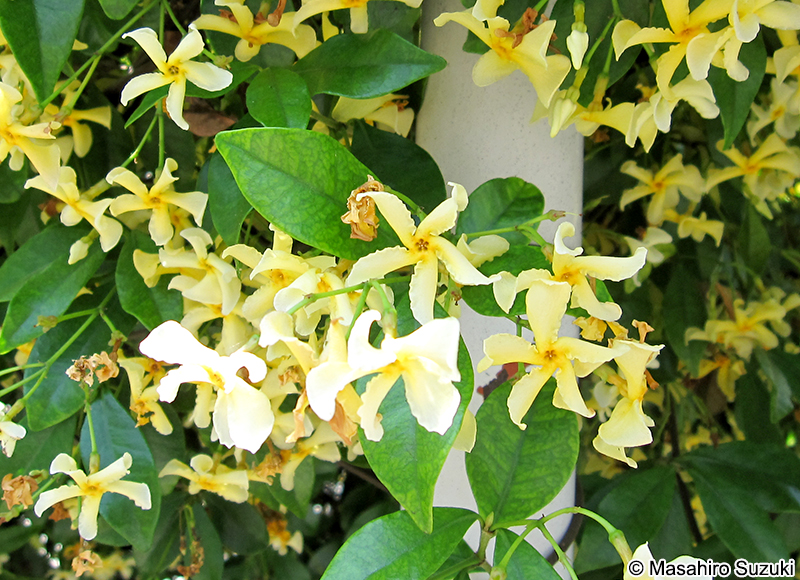 テイカカズラ Trachelospermum asiaticum