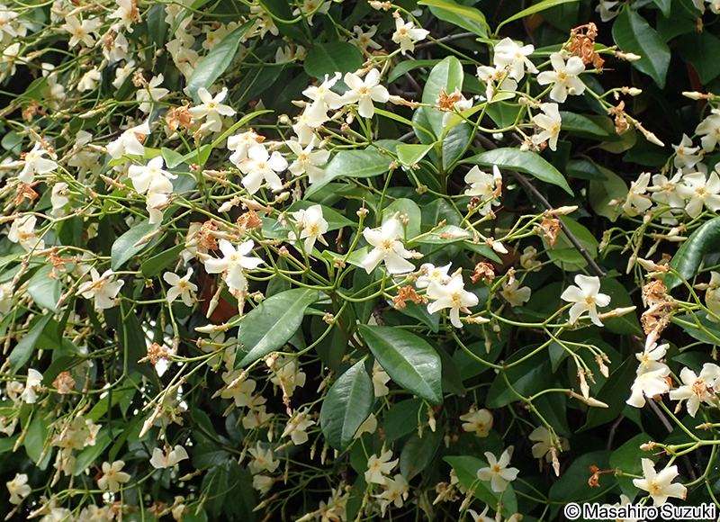 テイカカズラ Trachelospermum asiaticum