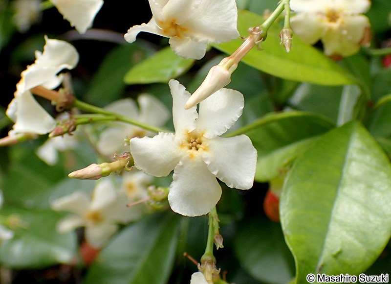 テイカカズラ Trachelospermum asiaticum