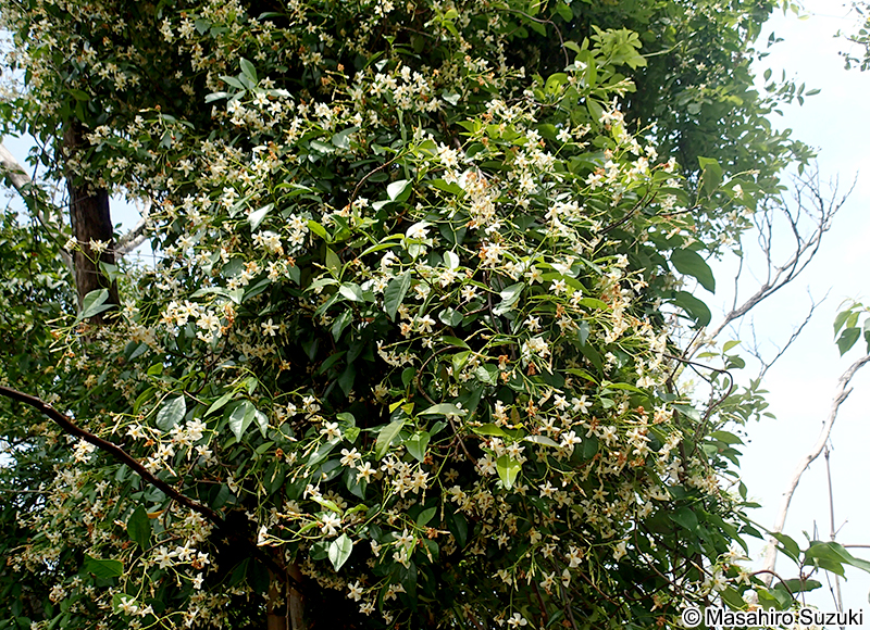 テイカカズラ Trachelospermum asiaticum