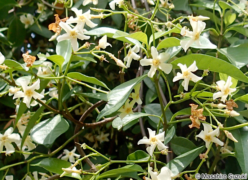 テイカカズラ Trachelospermum asiaticum