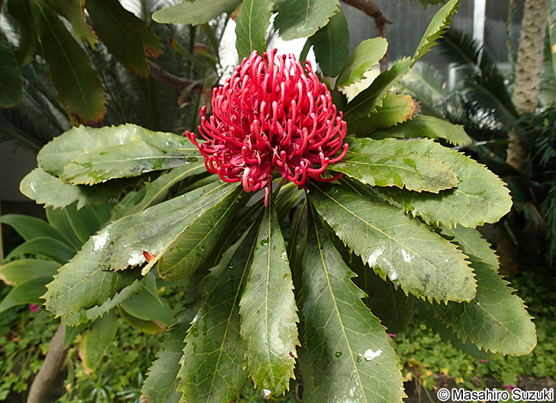 テロペア Telopea speciosissima