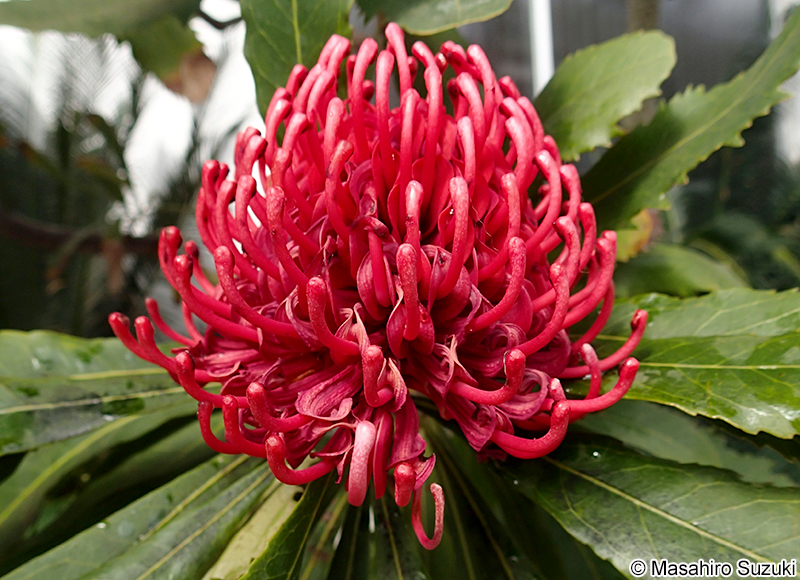 テロペア Telopea speciosissima