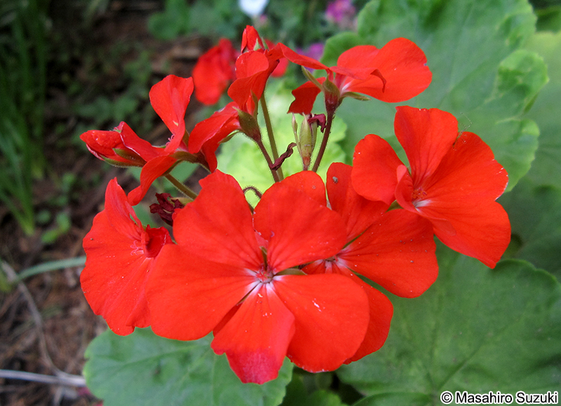 ハナテンジクアオイ（ゼラニウム） Pelargonium x hortorum