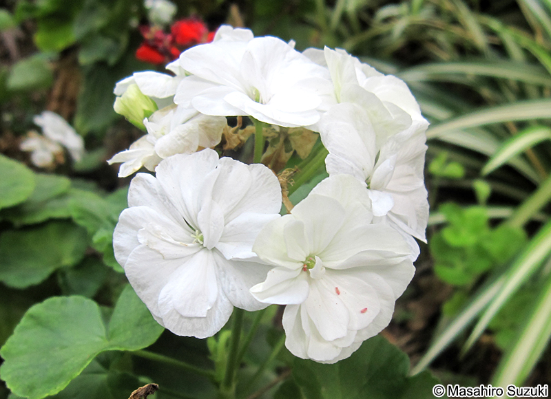 ハナテンジクアオイ（ゼラニウム） Pelargonium x hortorum