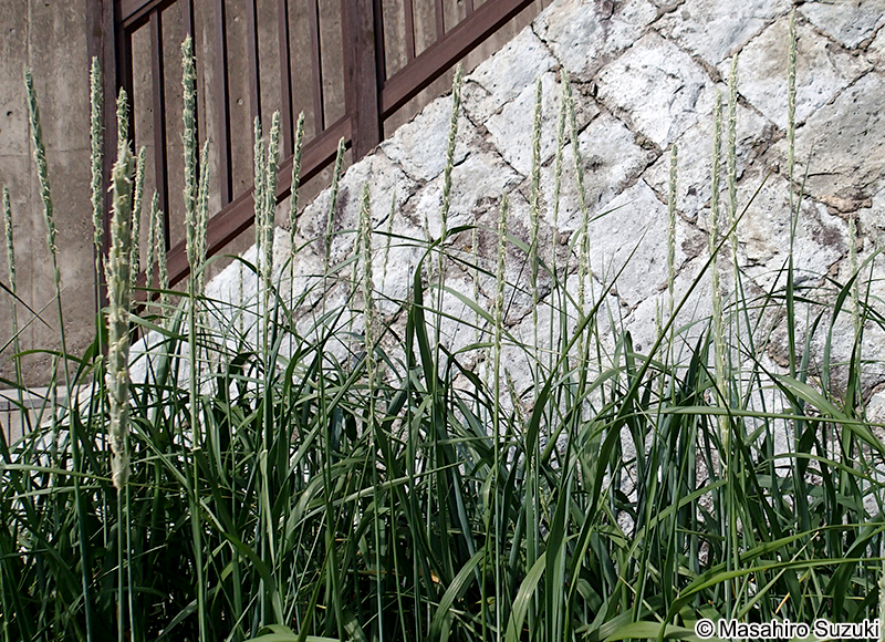 テンキグサ Leymus mollis