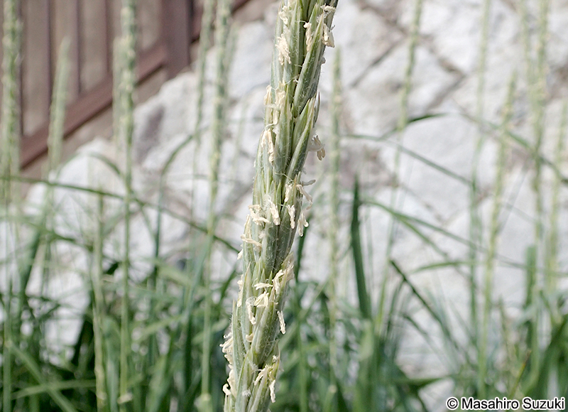 テンキグサ Leymus mollis