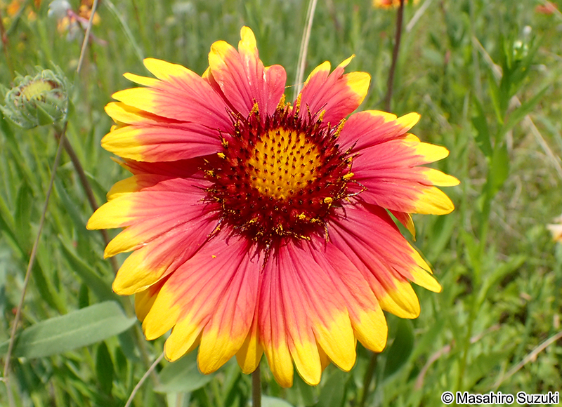 テンニンギク Gaillardia pulchella var. picta