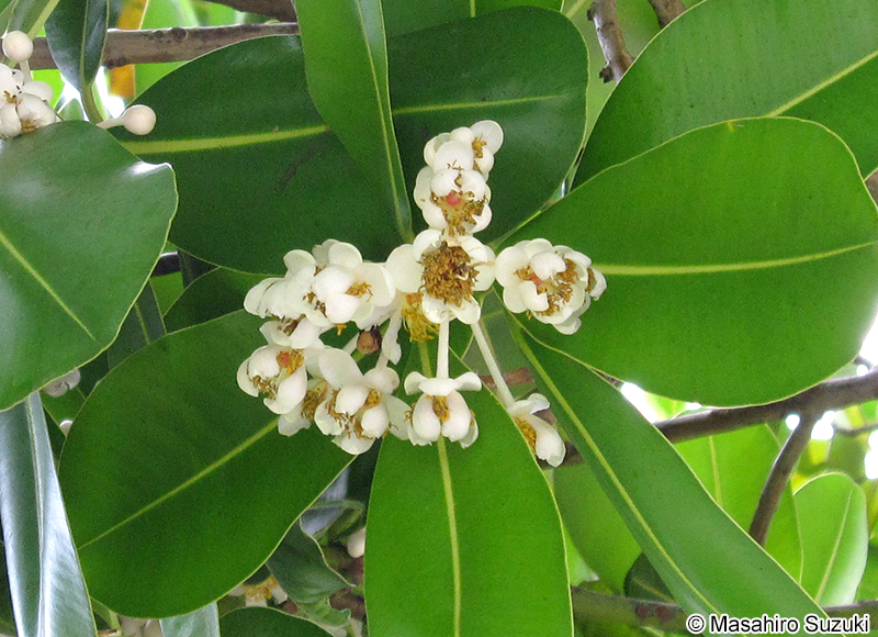 テリハボク Calophyllum inophyllum