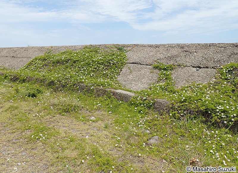 テリハノイバラ Rosa luciae