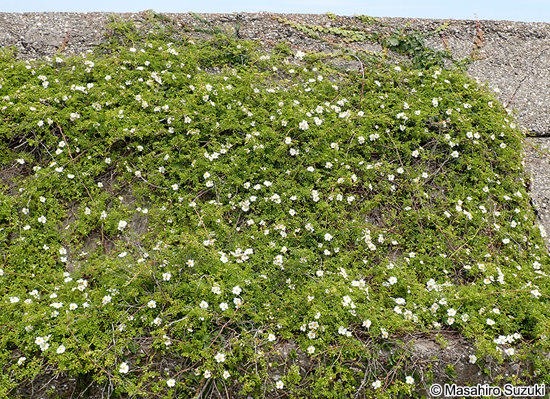 テリハノイバラ Rosa luciae