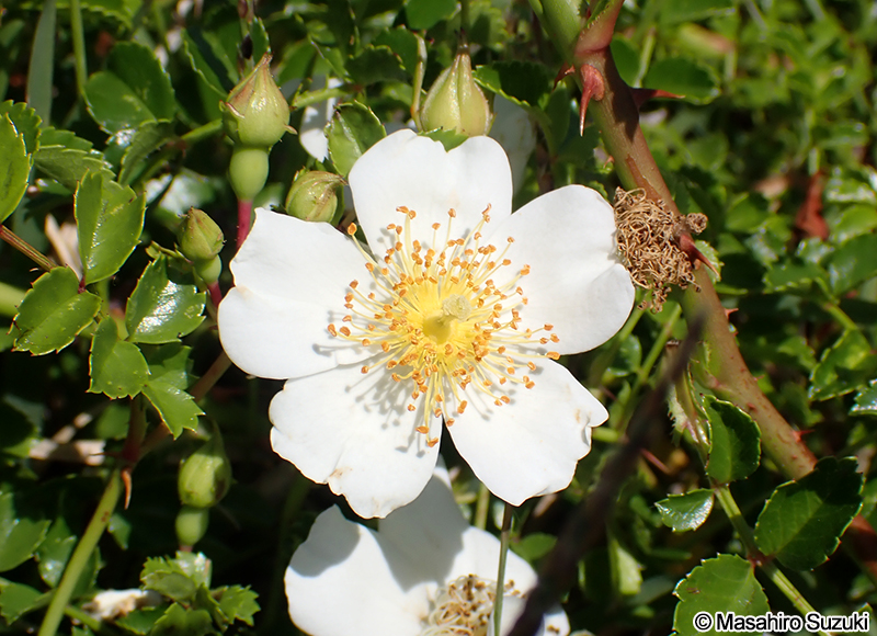 テリハノイバラ Rosa luciae