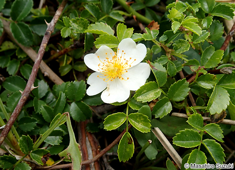 テリハノイバラ Rosa luciae