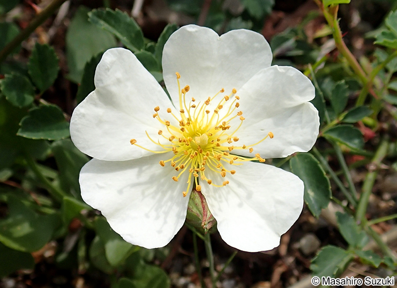 テリハノイバラ Rosa luciae