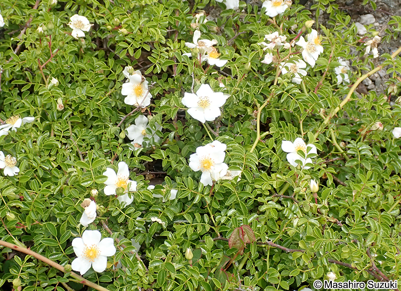 テリハノイバラ Rosa luciae