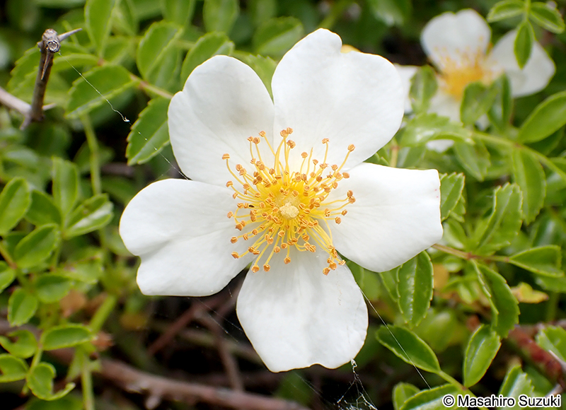 テリハノイバラ Rosa luciae