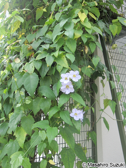 ベンガルヤハズカズラ Thunbergia grandiflora