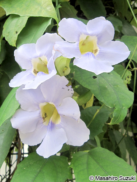 ベンガルヤハズカズラ Thunbergia grandiflora