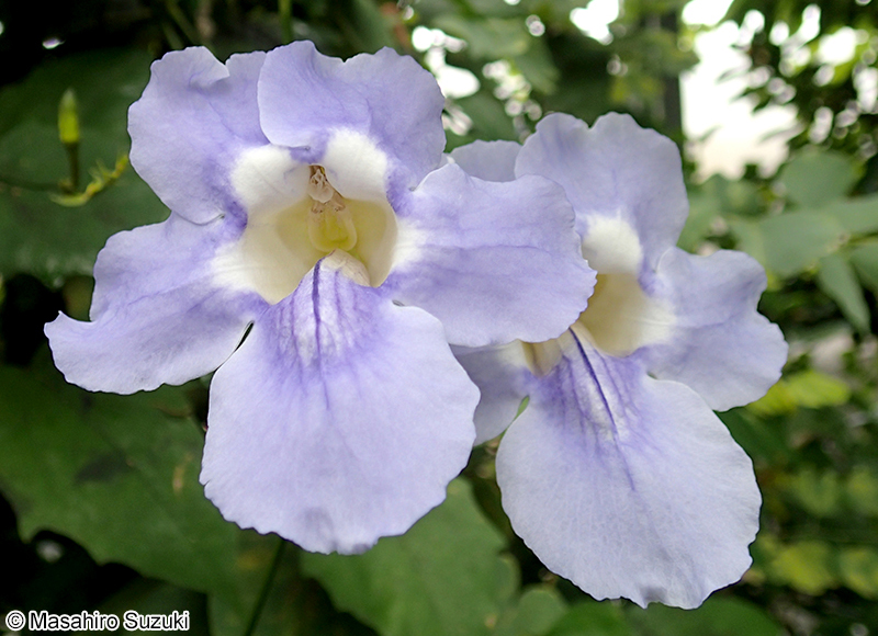 ベンガルヤハズカズラ Thunbergia grandiflora