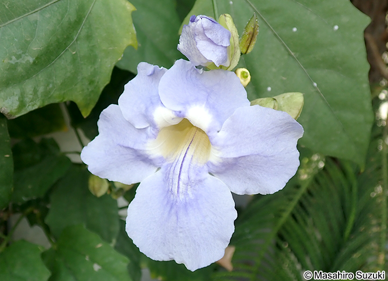 ベンガルヤハズカズラ Thunbergia grandiflora