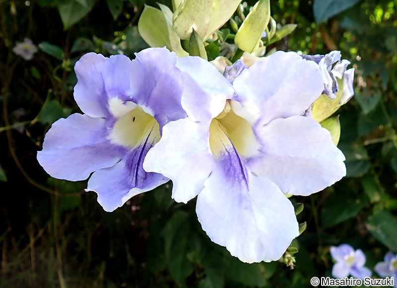 ベンガルヤハズカズラ Thunbergia grandiflora