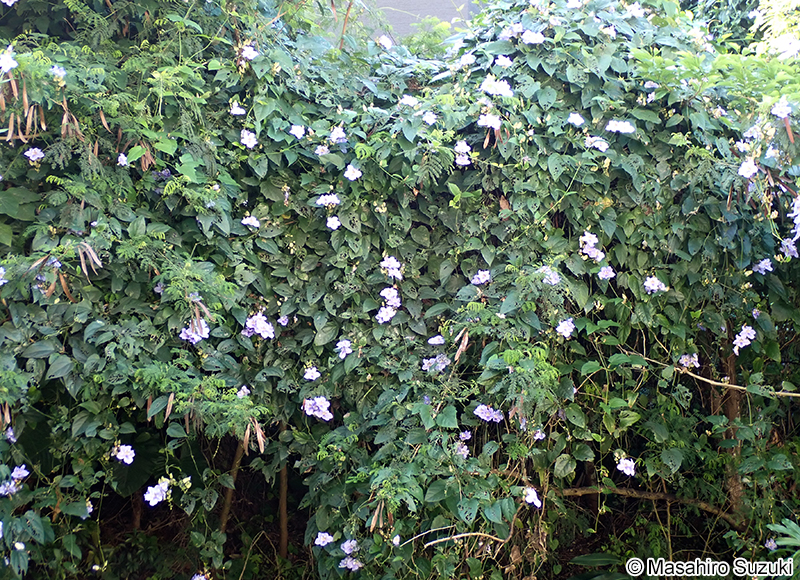 ベンガルヤハズカズラ Thunbergia grandiflora