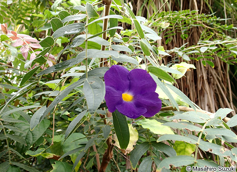 コダチヤハズカズラ Thunbergia erecta