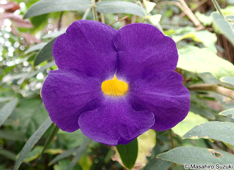 コダチヤハズカズラ Thunbergia erecta