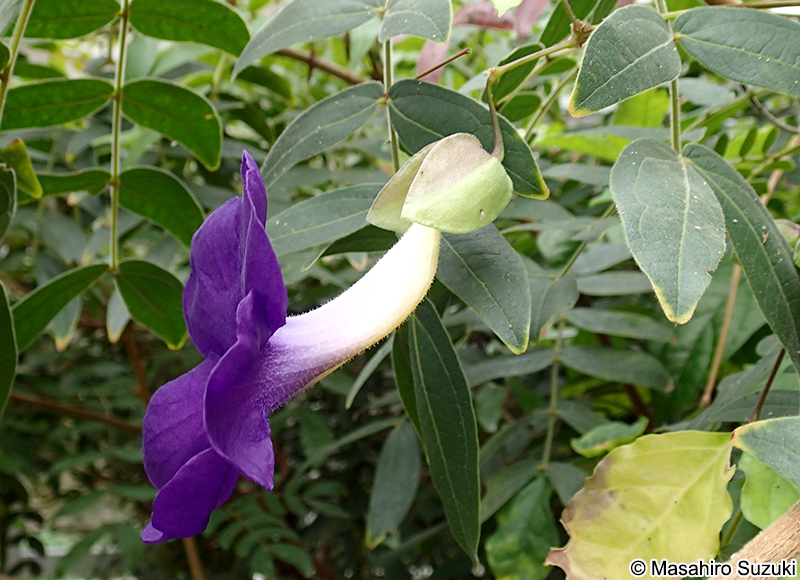 コダチヤハズカズラ Thunbergia erecta