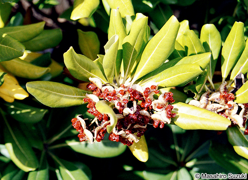 トベラ Pittosporum tobira