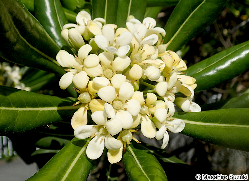トベラ Pittosporum tobira