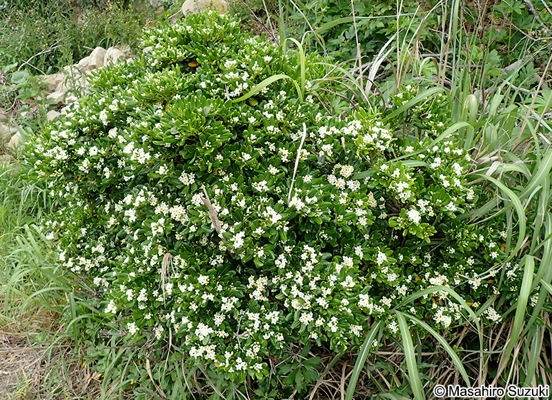 トベラ Pittosporum tobira