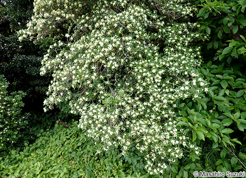 トベラ Pittosporum tobira