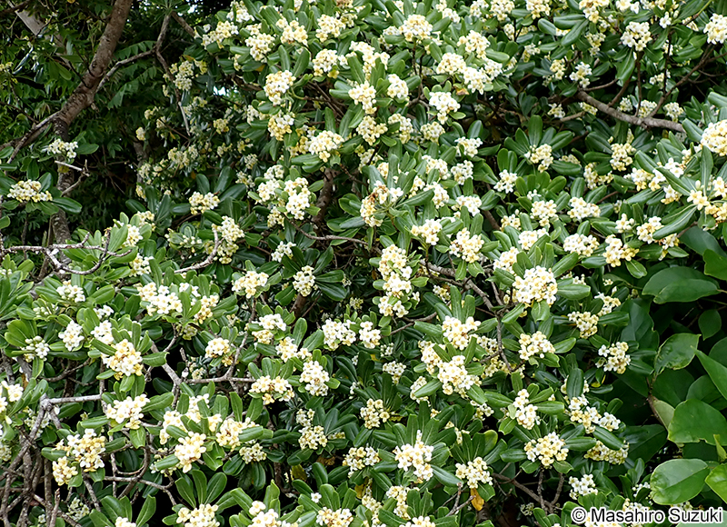 トベラ Pittosporum tobira
