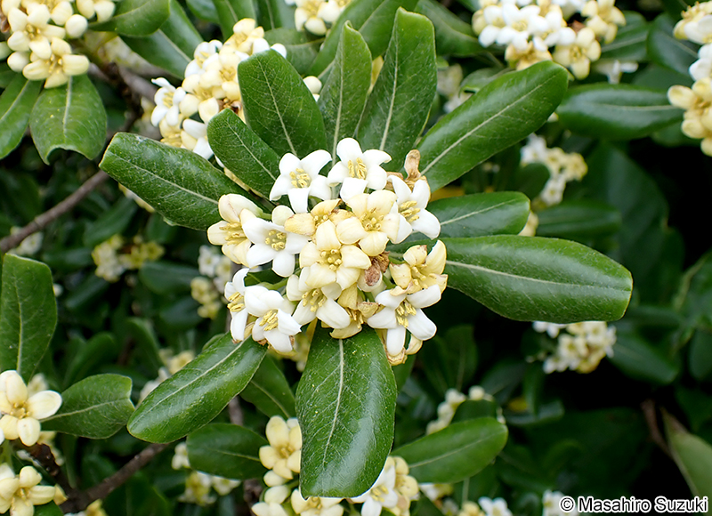 トベラ Pittosporum tobira