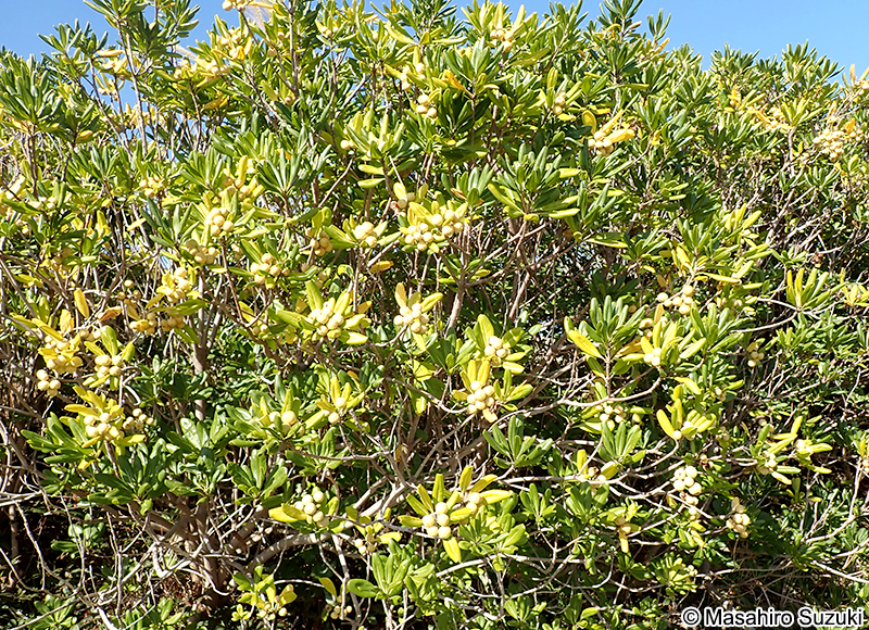 トベラ Pittosporum tobira