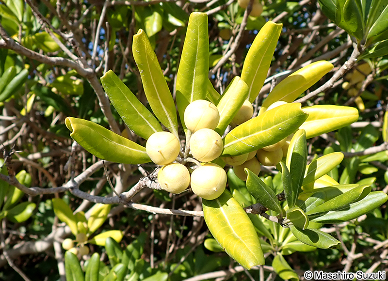 トベラ Pittosporum tobira
