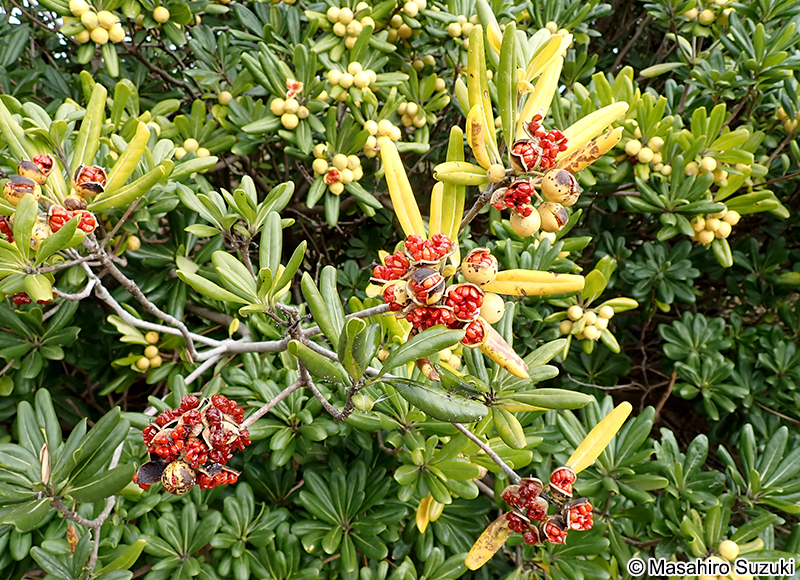 トベラ Pittosporum tobira