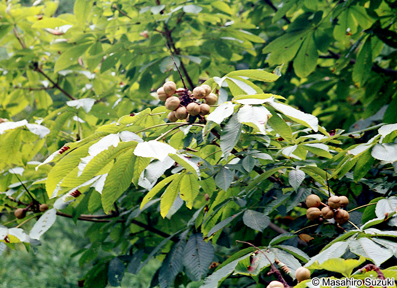 トチノキ Aesculus turbinata