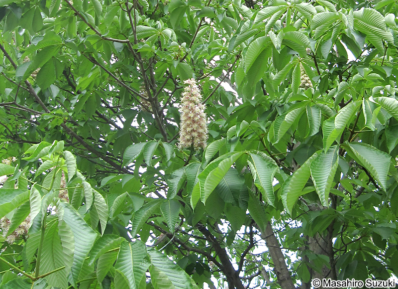 トチノキ Aesculus turbinata