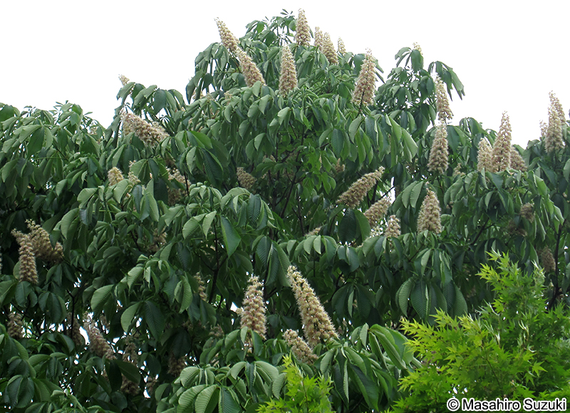 トチノキ Aesculus turbinata