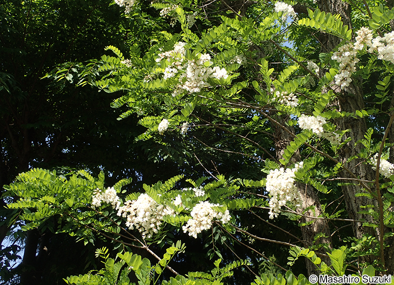 トゲナシハリエンジュ Robinia pseudoacacia f. inermis